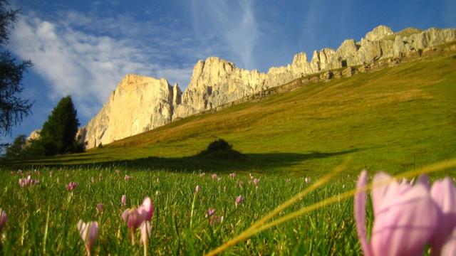 bewundernswert_die_bergwiesen_am_rosengarten.jpg